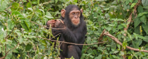 Chimpanzee Primates in Kyambura Gorge