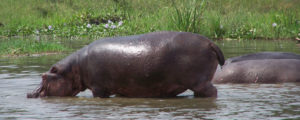Hippopotamus in the Waters of Murchison Falls