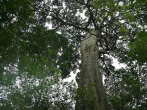 Tree Species in Rabongo Forest